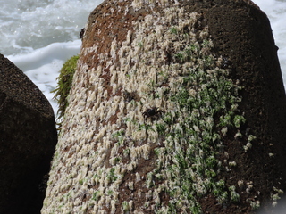 Pachygrapsus crassipes