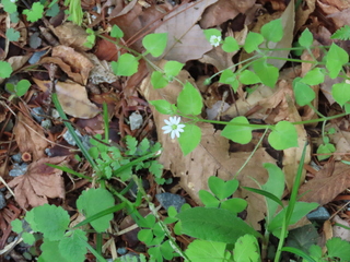 Stellaria sessiliflora