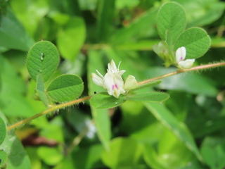Lespedeza pilosa