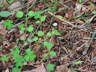 Stellaria sessiliflora