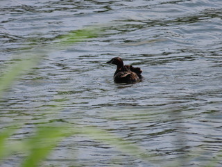 Tachybaptus ruficollis