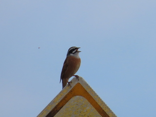 Emberiza cioides