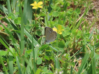 Zizeeria maha