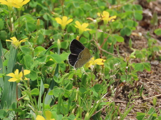 Zizeeria maha