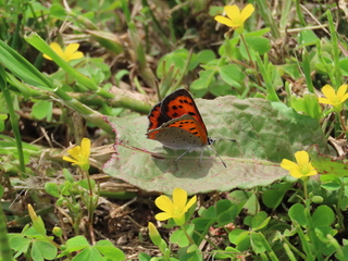 Lycaena phlaeas