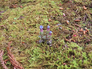 Gentiana zollingeri
