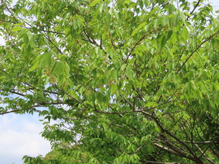 Aphananthe aspera