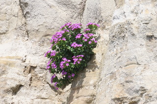 Dianthus japonicus