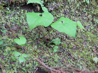 Asarum sieboldii