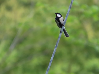 Parus minor