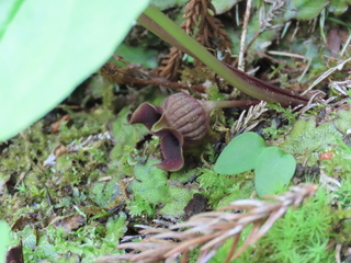 Asarum sieboldii