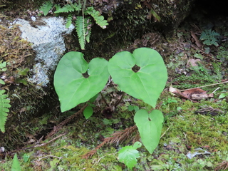 Asarum sieboldii