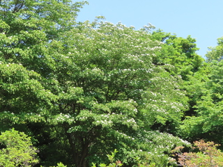 Cornus kousa