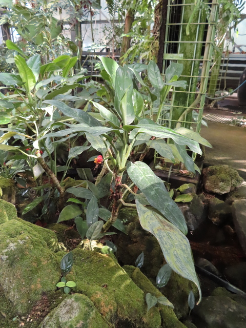 Aglaonema crispum