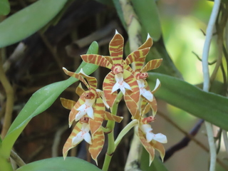 Phalaenopsis sp.