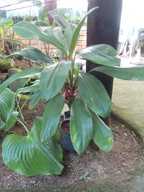 Aglaonema crispum