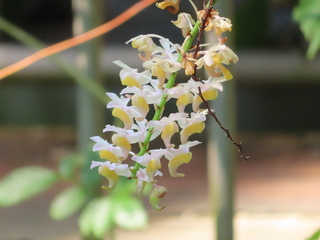 Aerides odorata