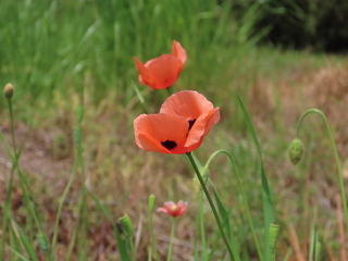 Papaver dubium
