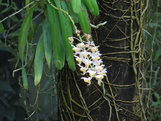 Aerides odorata