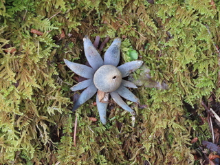 Astraeus sp.
