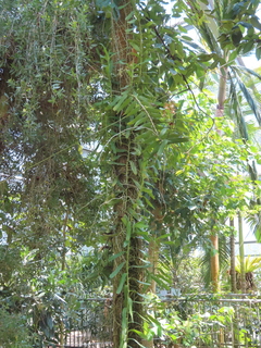 Phalaenopsis sp.