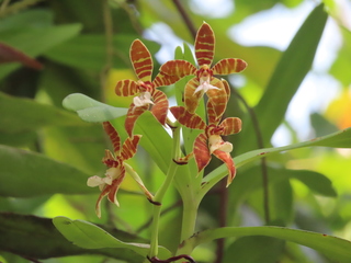 Phalaenopsis sp.