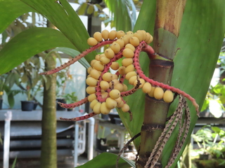 Pinanga coronata