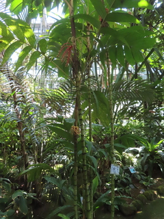 Pinanga coronata