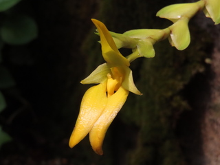 Bulbophyllum orthoglossum