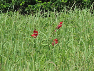 Gladiolus cv.