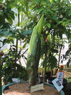 Amorphophallus titanum