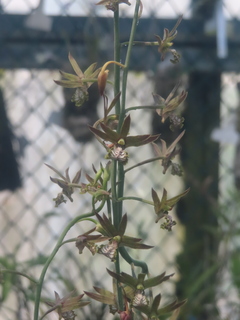 Eulophia andamanensis