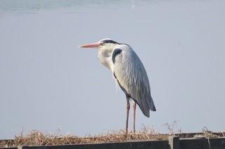 Ardea cinerea
