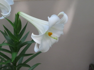 Lilium longiflorum