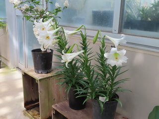 Lilium longiflorum
