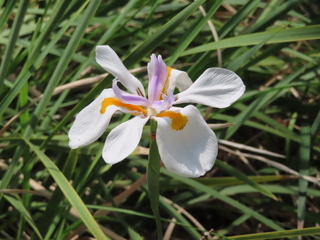 Dietes grangiflora