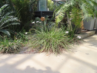 Dietes grangiflora