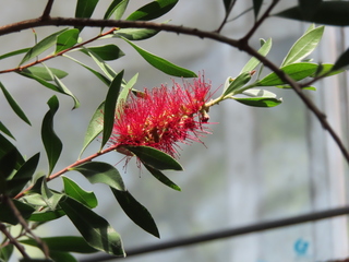 Callistemon citrinus