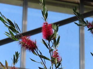 Callistemon citrinus