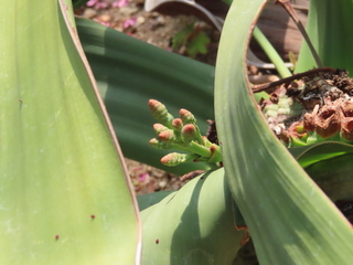 Welwitschia mirabilis