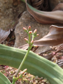 Welwitschia mirabilis