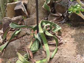 Welwitschia mirabilis