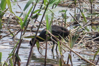 Fulica atra