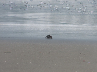 Pachygrapsus crassipes