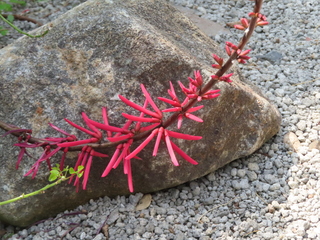 Erythrina herbacea
