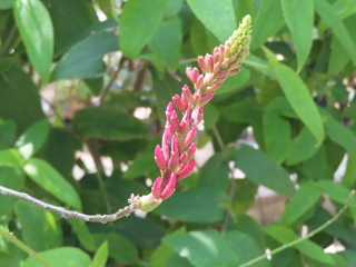 Erythrina herbacea
