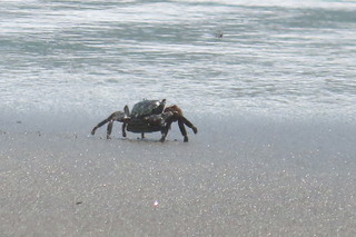 Pachygrapsus crassipes