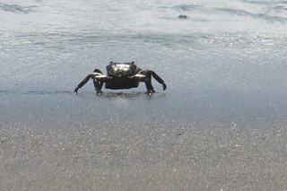 Pachygrapsus crassipes