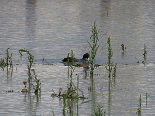 Fulica atra
