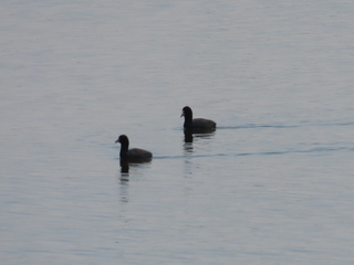 Fulica atra